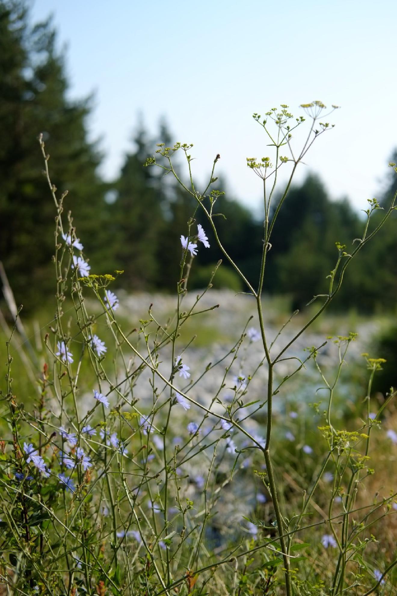 The Recipes I Carry On My Fujifilm Camera